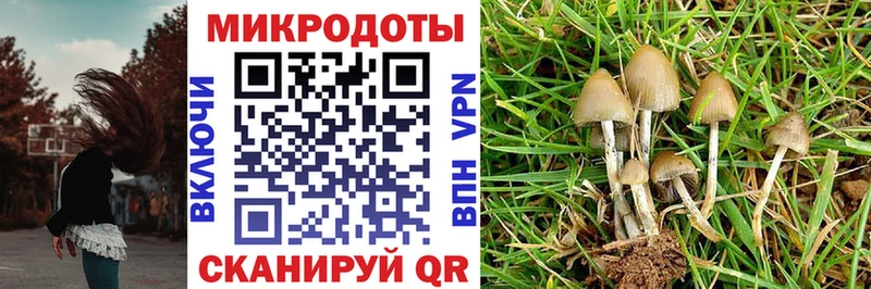 МЕГА онион наркота Горно-Алтайск Псилоцибиновые грибы Cubensis